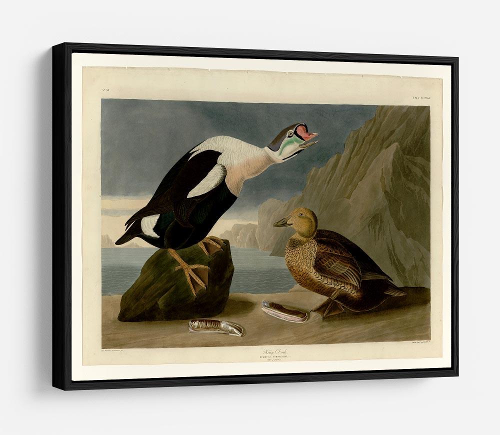 King Duck by Audubon HD Metal Print - Canvas Art Rocks - 6