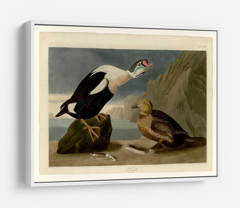 King Duck by Audubon HD Metal Print - Canvas Art Rocks - 7