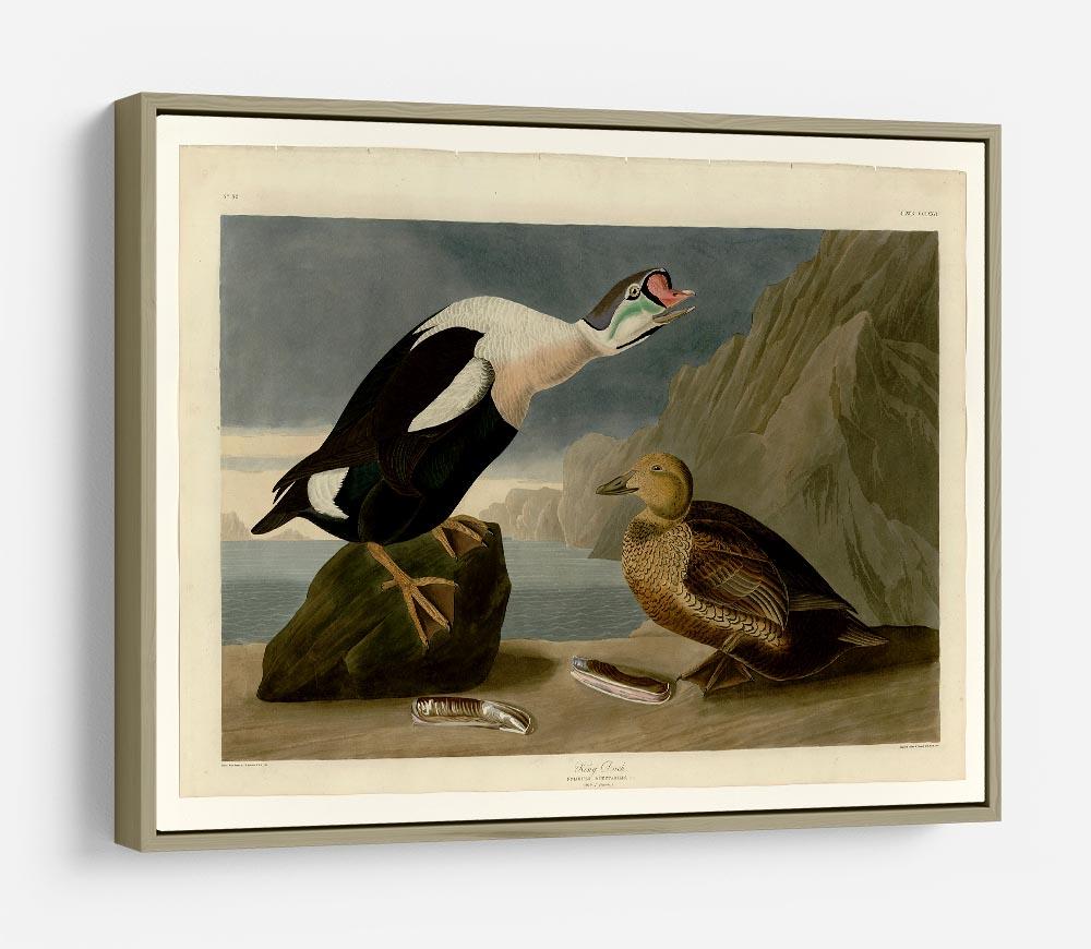 King Duck by Audubon HD Metal Print - Canvas Art Rocks - 8