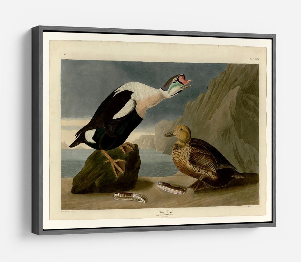 King Duck by Audubon HD Metal Print - Canvas Art Rocks - 9