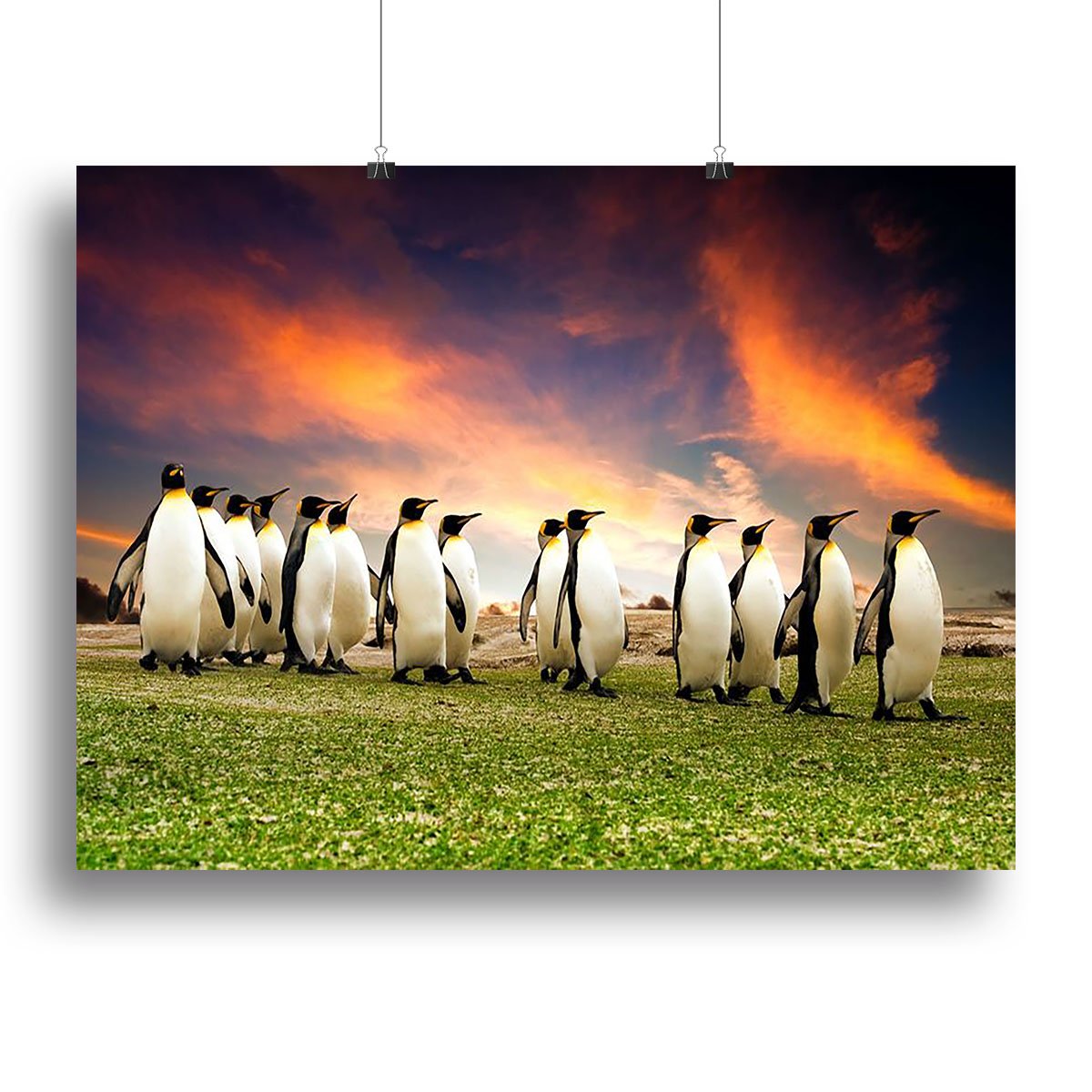 King Penguins in the Falkland Islands Canvas Print or Poster