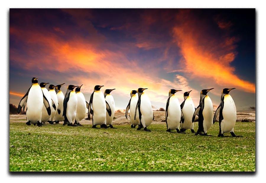 King Penguins in the Falkland Islands Canvas Print or Poster - Canvas Art Rocks - 1