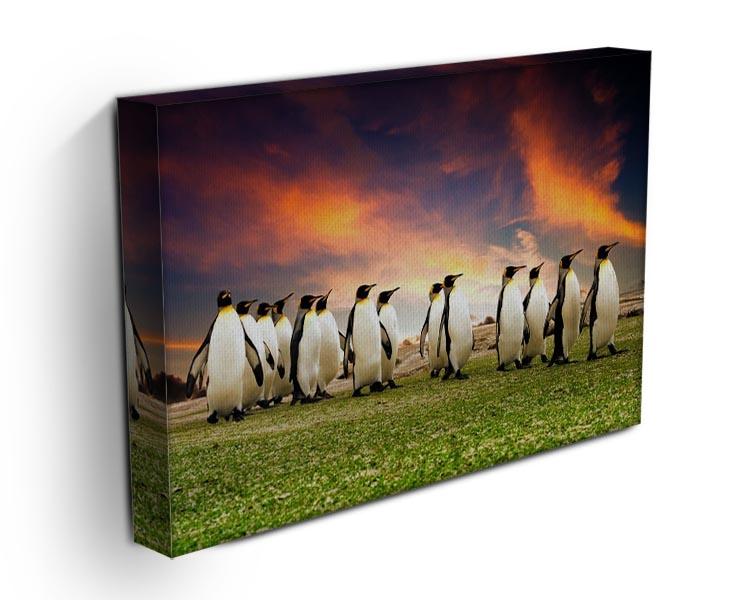 King Penguins in the Falkland Islands Canvas Print or Poster - Canvas Art Rocks - 3
