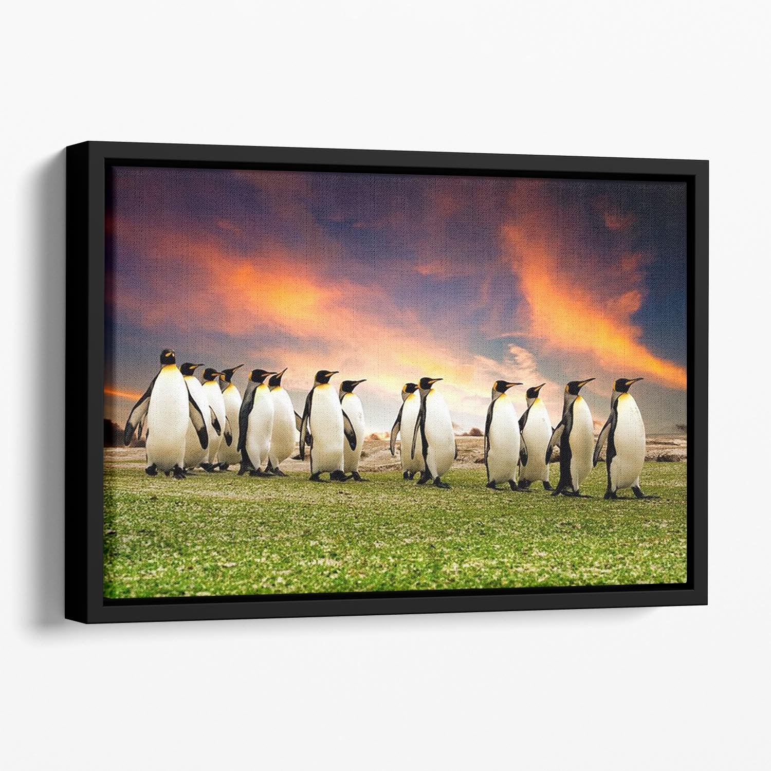 King Penguins in the Falkland Islands Floating Framed Canvas - Canvas Art Rocks - 1
