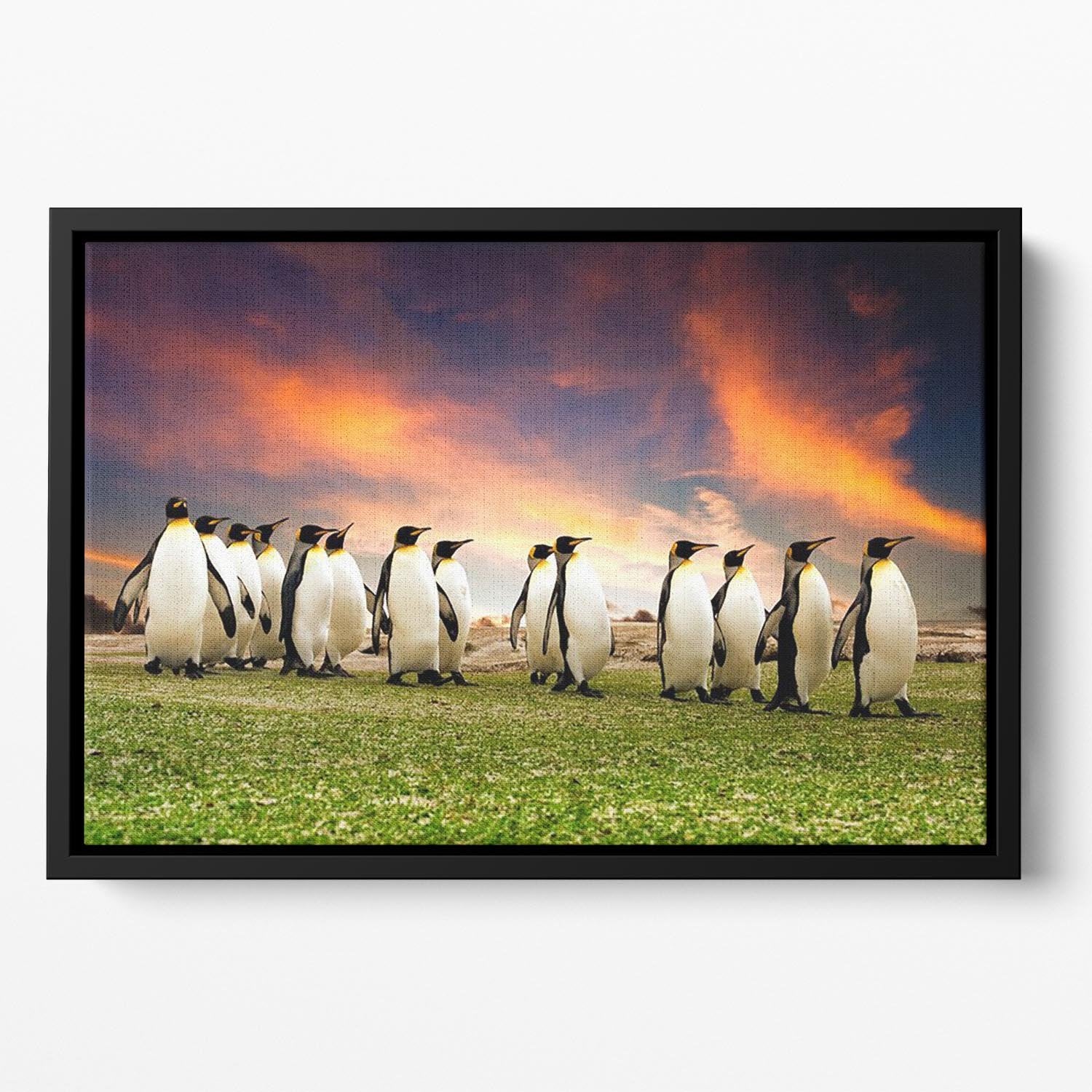 King Penguins in the Falkland Islands Floating Framed Canvas - Canvas Art Rocks - 2
