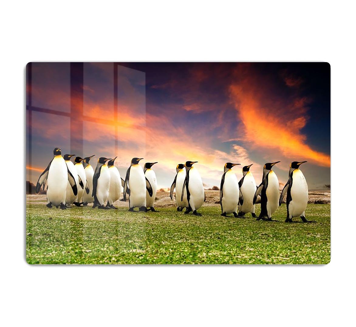 King Penguins in the Falkland Islands HD Metal Print - Canvas Art Rocks - 1