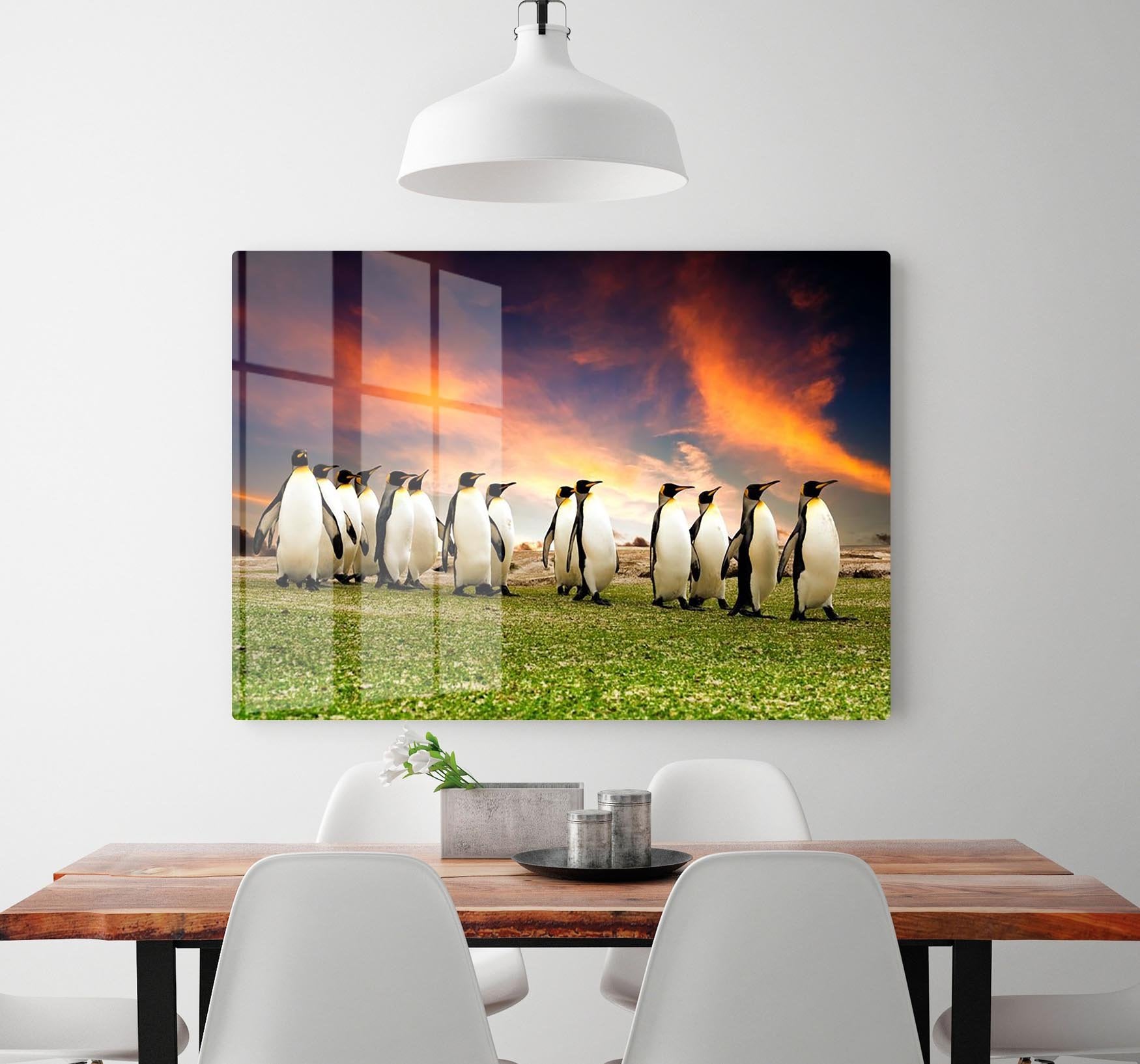 King Penguins in the Falkland Islands HD Metal Print - Canvas Art Rocks - 2