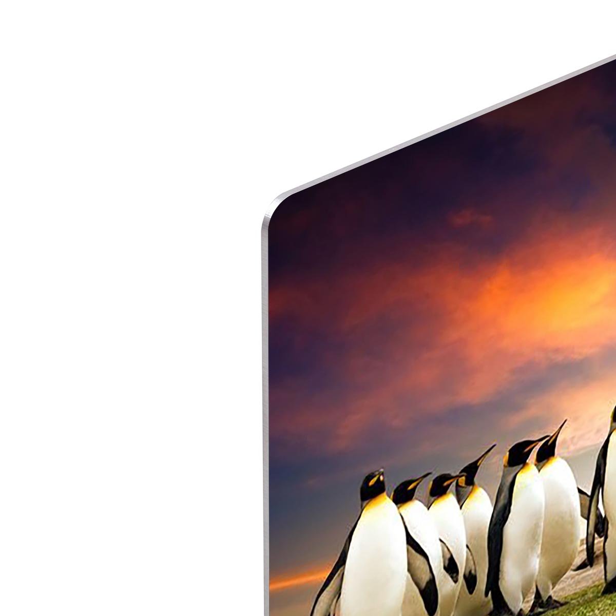 King Penguins in the Falkland Islands HD Metal Print - Canvas Art Rocks - 4
