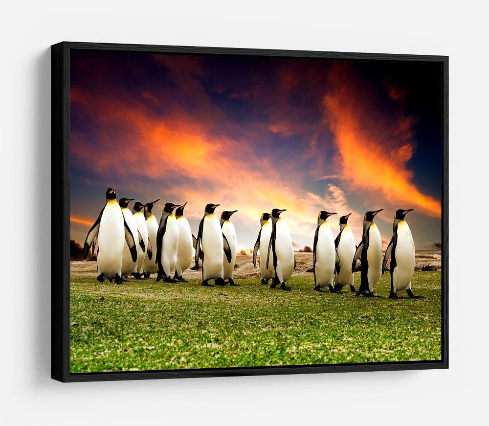 King Penguins in the Falkland Islands HD Metal Print - Canvas Art Rocks - 6