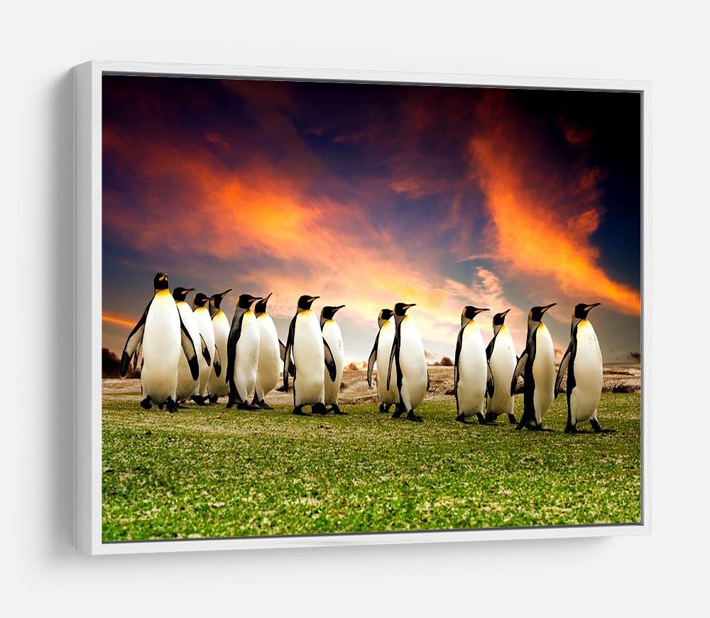 King Penguins in the Falkland Islands HD Metal Print - Canvas Art Rocks - 7