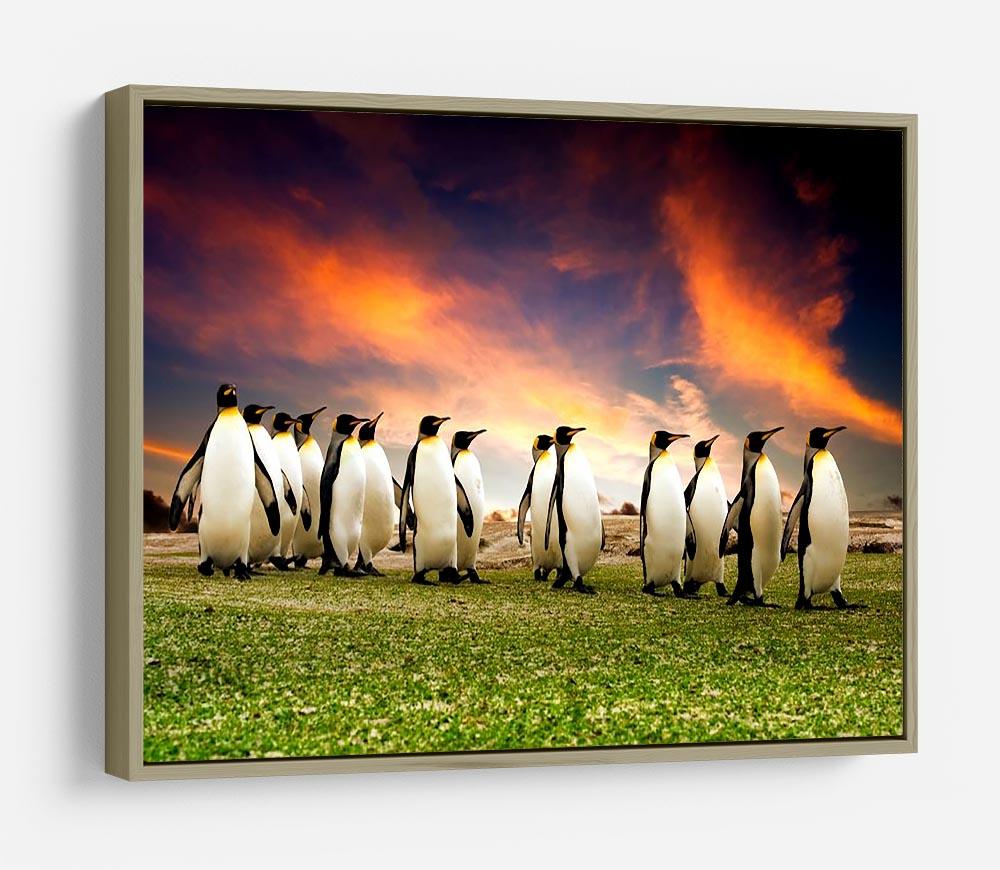 King Penguins in the Falkland Islands HD Metal Print - Canvas Art Rocks - 8