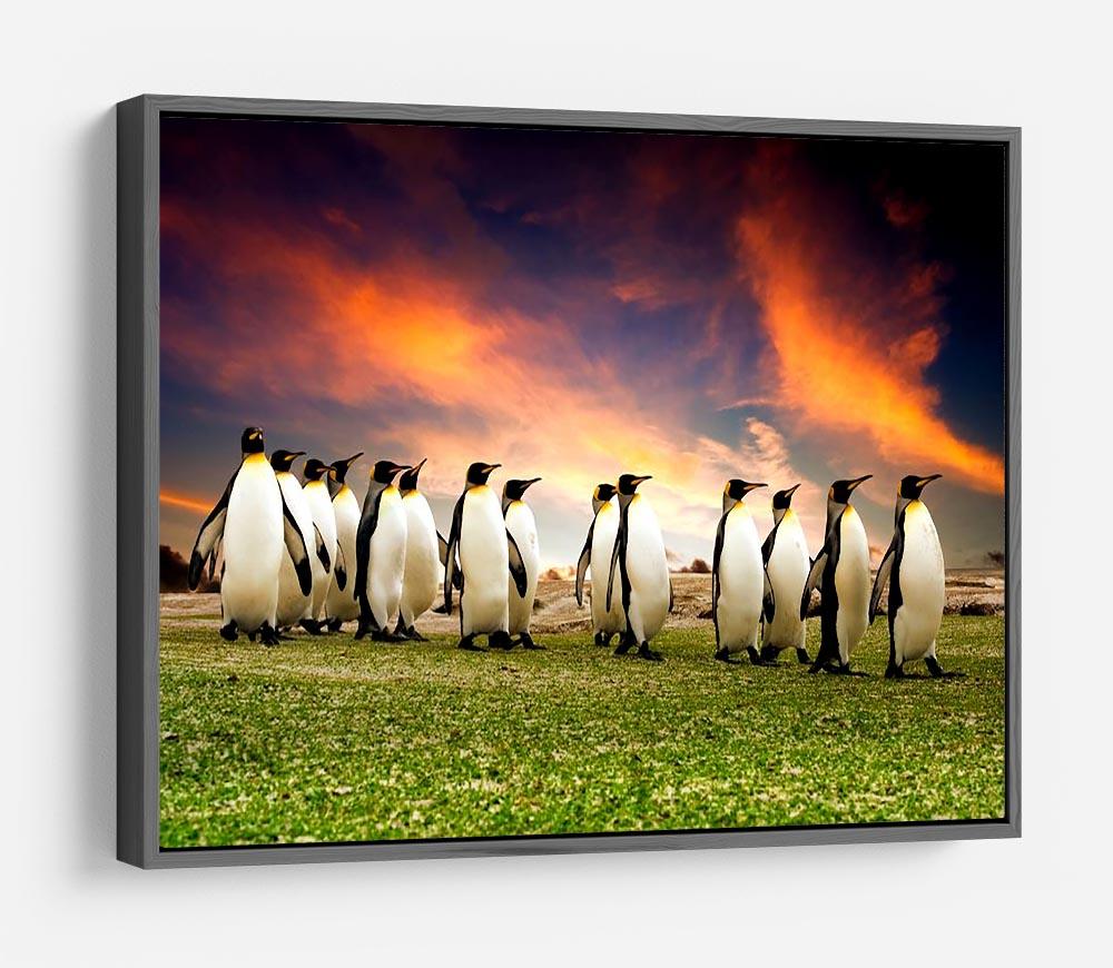 King Penguins in the Falkland Islands HD Metal Print - Canvas Art Rocks - 9