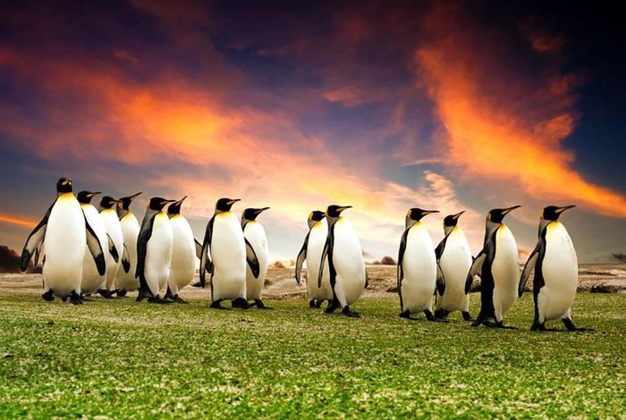 King Penguins in the Falkland Islands Wall Mural Wallpaper