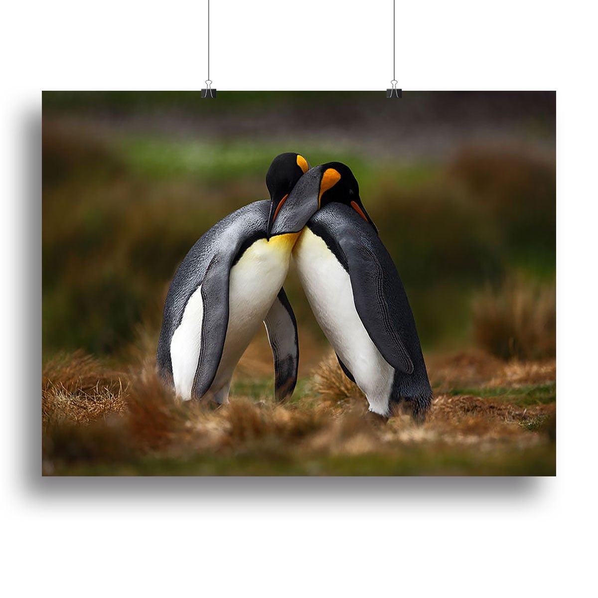 King penguin couple cuddling Canvas Print or Poster