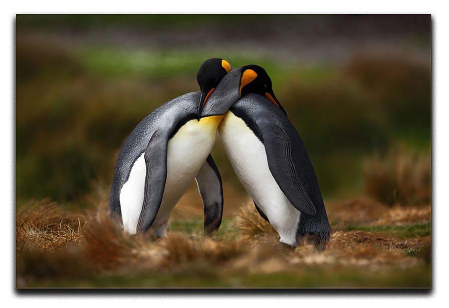 King penguin couple cuddling Canvas Print or Poster - Canvas Art Rocks - 1