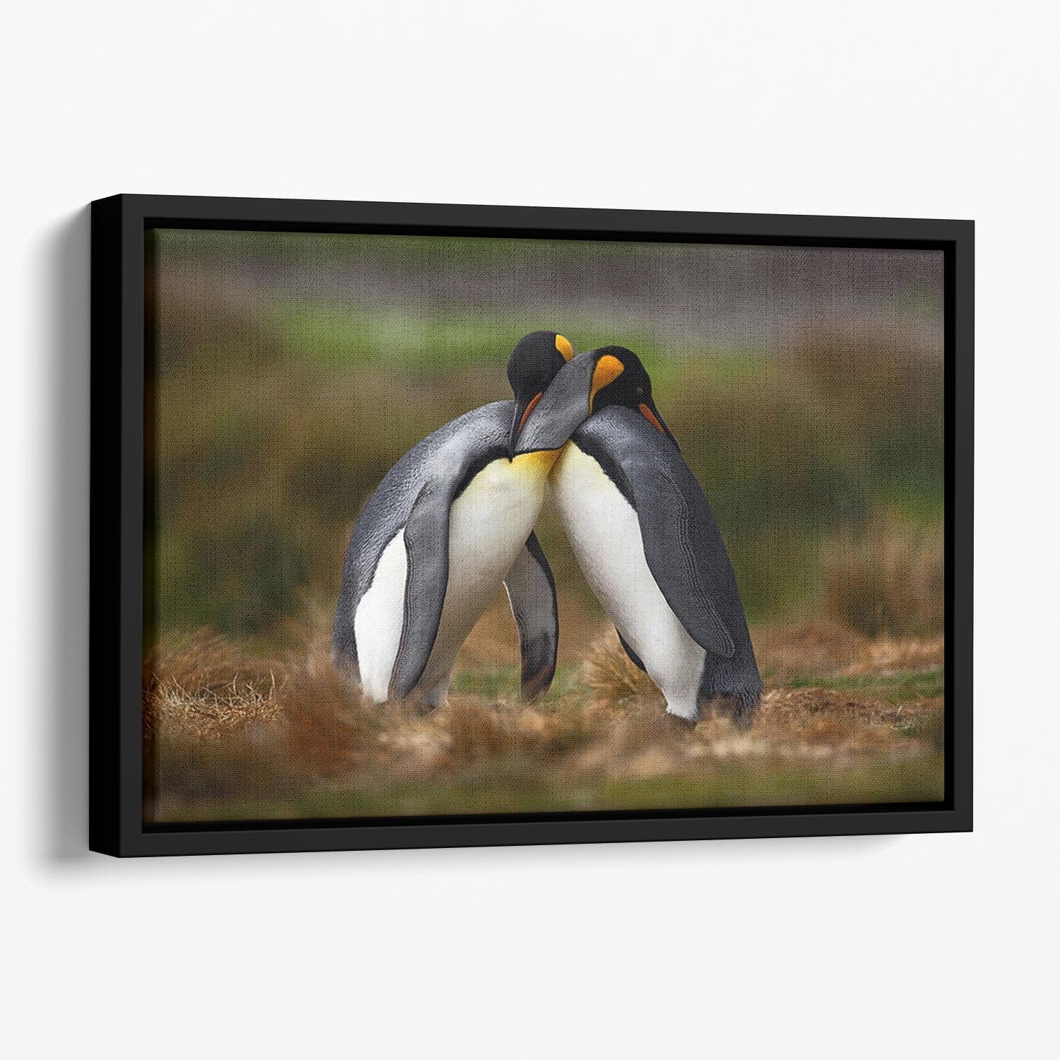 King penguin couple cuddling Floating Framed Canvas - Canvas Art Rocks - 1