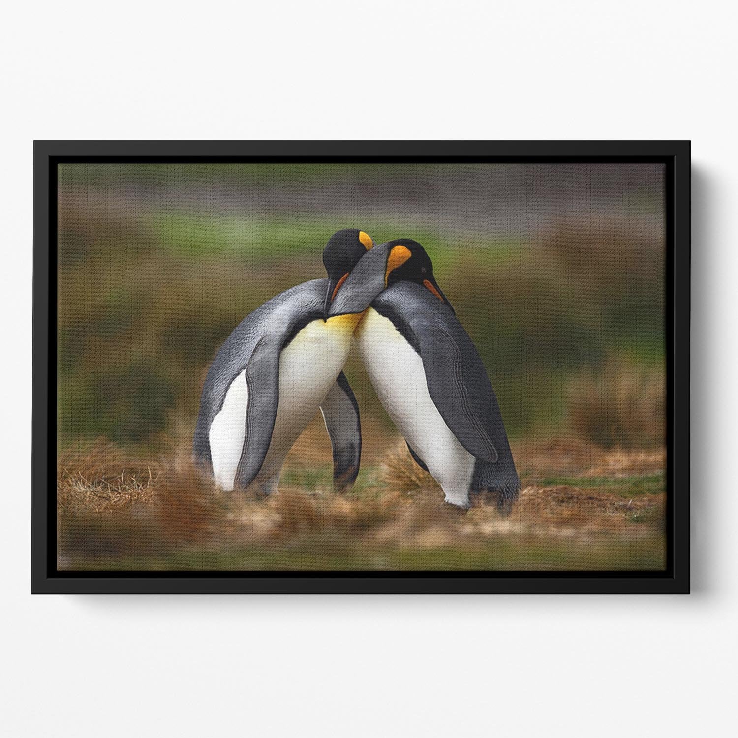 King penguin couple cuddling Floating Framed Canvas - Canvas Art Rocks - 2