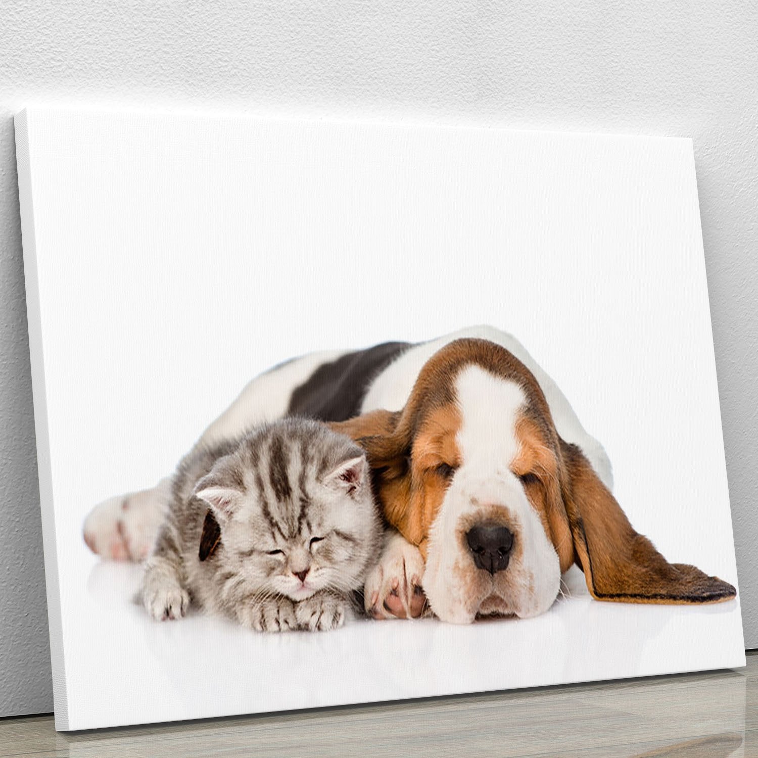 Kitten and puppy sleeping together. isolated on white background Canvas Print or Poster