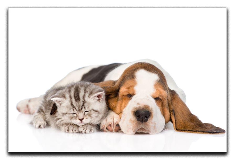 Kitten and puppy sleeping together. isolated on white background Canvas Print or Poster - Canvas Art Rocks - 1