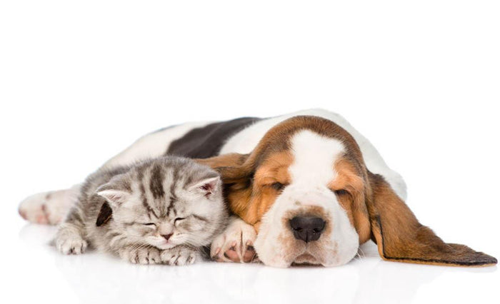 Kitten and puppy sleeping together. isolated on white background Wall Mural Wallpaper