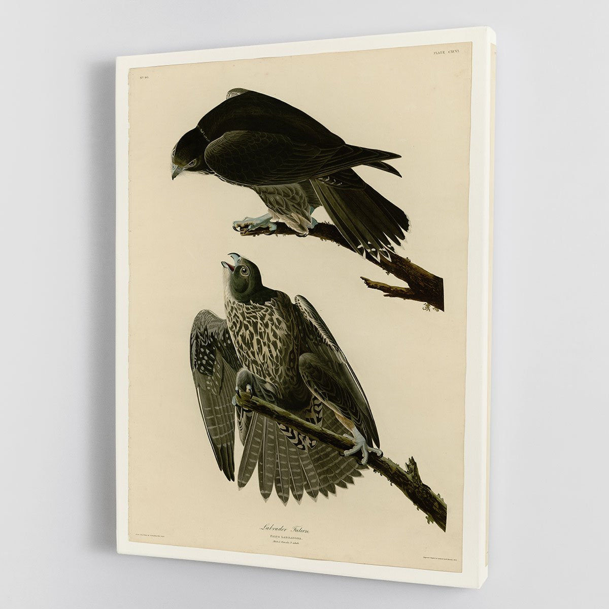 Labrador Falcon by Audubon Canvas Print or Poster