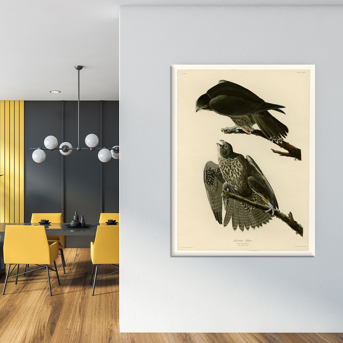 Labrador Falcon by Audubon Canvas Print or Poster