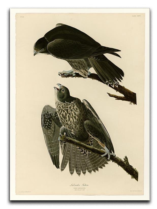 Labrador Falcon by Audubon Canvas Print or Poster - Canvas Art Rocks - 1