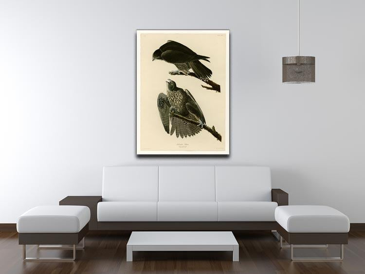 Labrador Falcon by Audubon Canvas Print or Poster - Canvas Art Rocks - 4