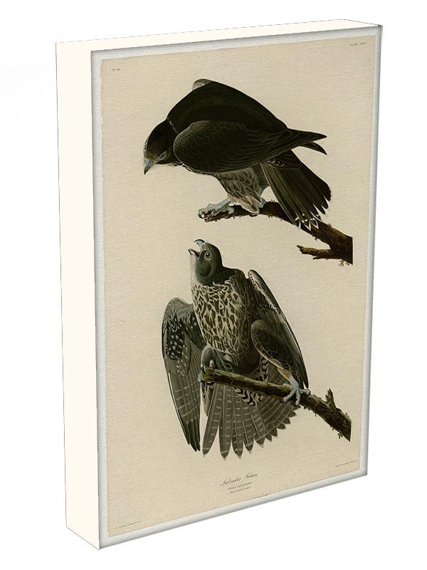 Labrador Falcon by Audubon Canvas Print or Poster - Canvas Art Rocks - 3