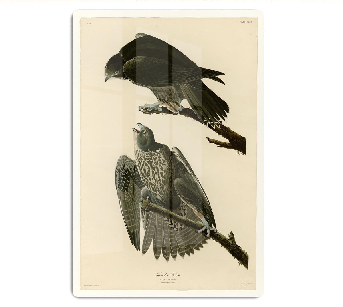 Labrador Falcon by Audubon HD Metal Print - Canvas Art Rocks - 1