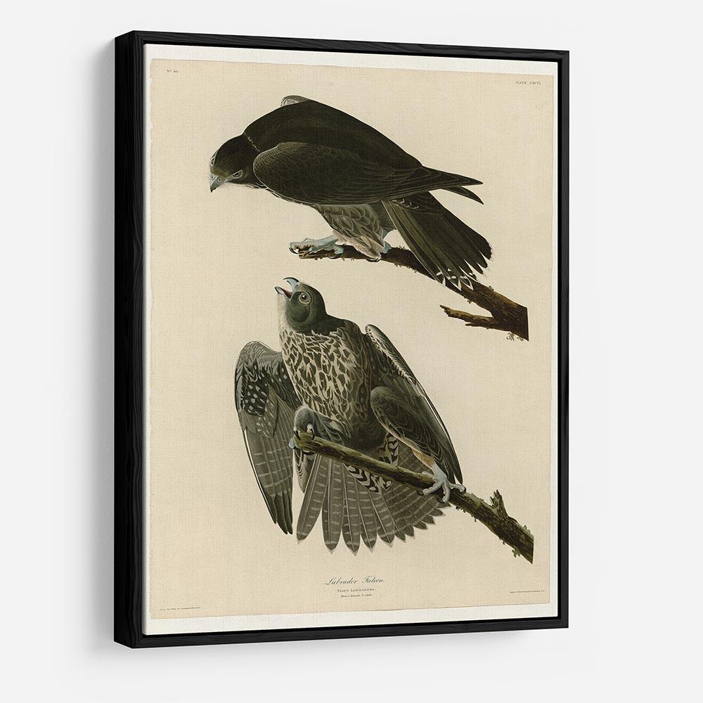 Labrador Falcon by Audubon HD Metal Print - Canvas Art Rocks - 6