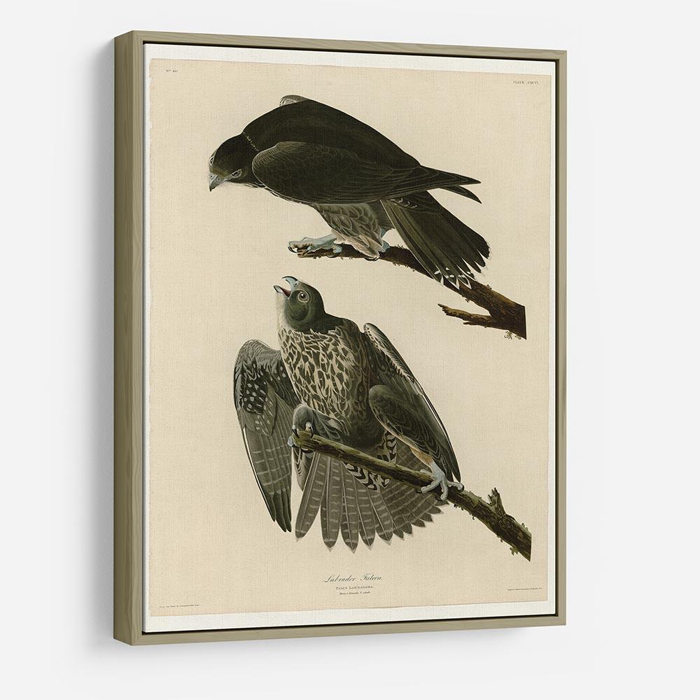 Labrador Falcon by Audubon HD Metal Print - Canvas Art Rocks - 8