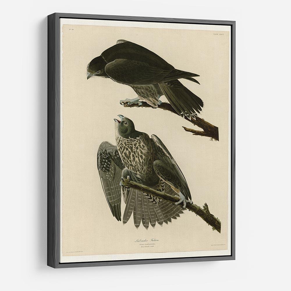 Labrador Falcon by Audubon HD Metal Print - Canvas Art Rocks - 9