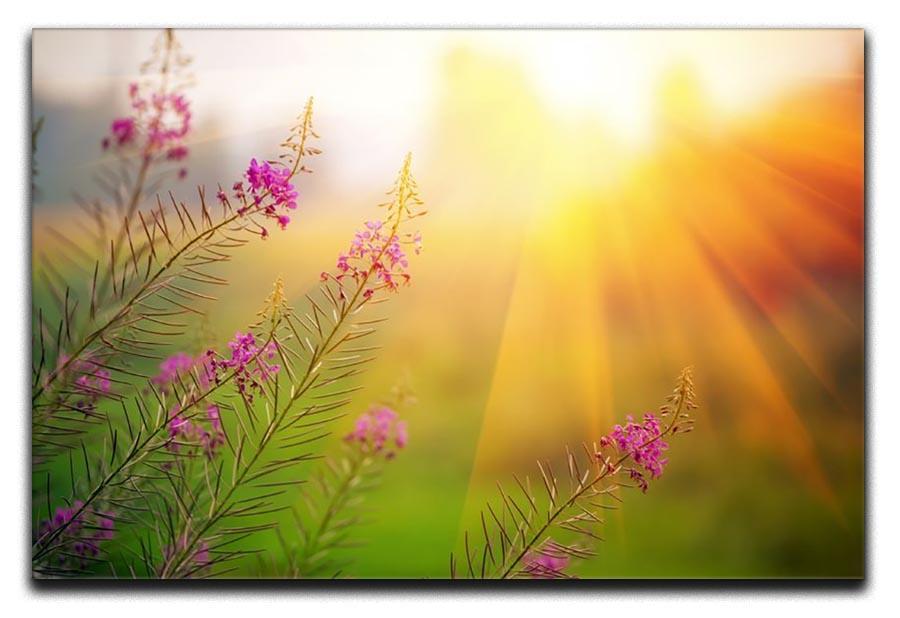 Landscape with Fireweed at sunny summer Canvas Print or Poster  - Canvas Art Rocks - 1