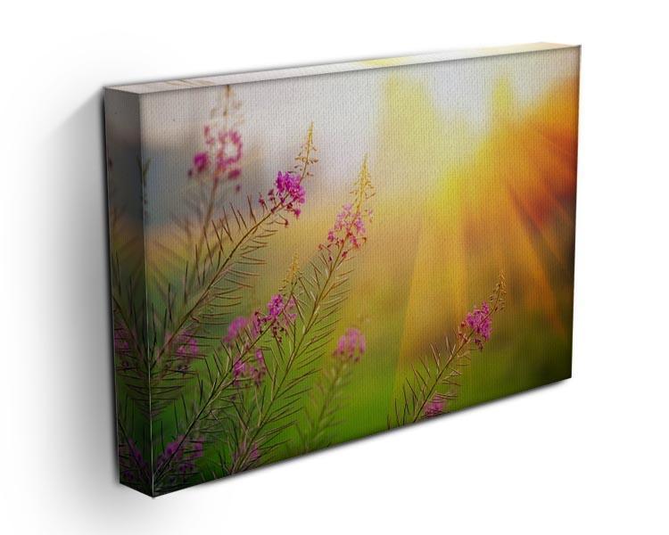 Landscape with Fireweed at sunny summer Canvas Print or Poster - Canvas Art Rocks - 3
