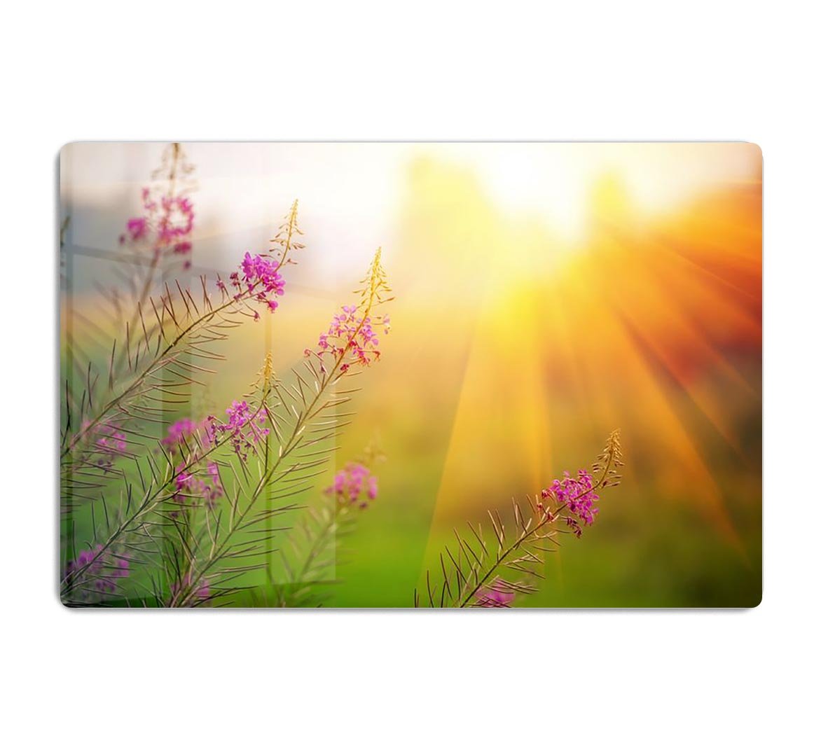 Landscape with Fireweed at sunny summer HD Metal Print