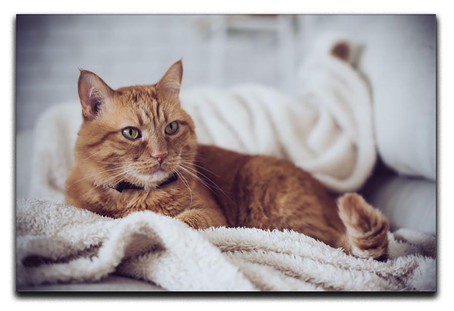 Large home fluffy ginger cat lying on the sofa Canvas Print or Poster - Canvas Art Rocks - 1