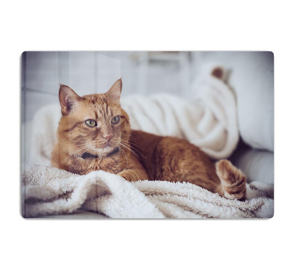 Large home fluffy ginger cat lying on the sofa HD Metal Print - Canvas Art Rocks - 1