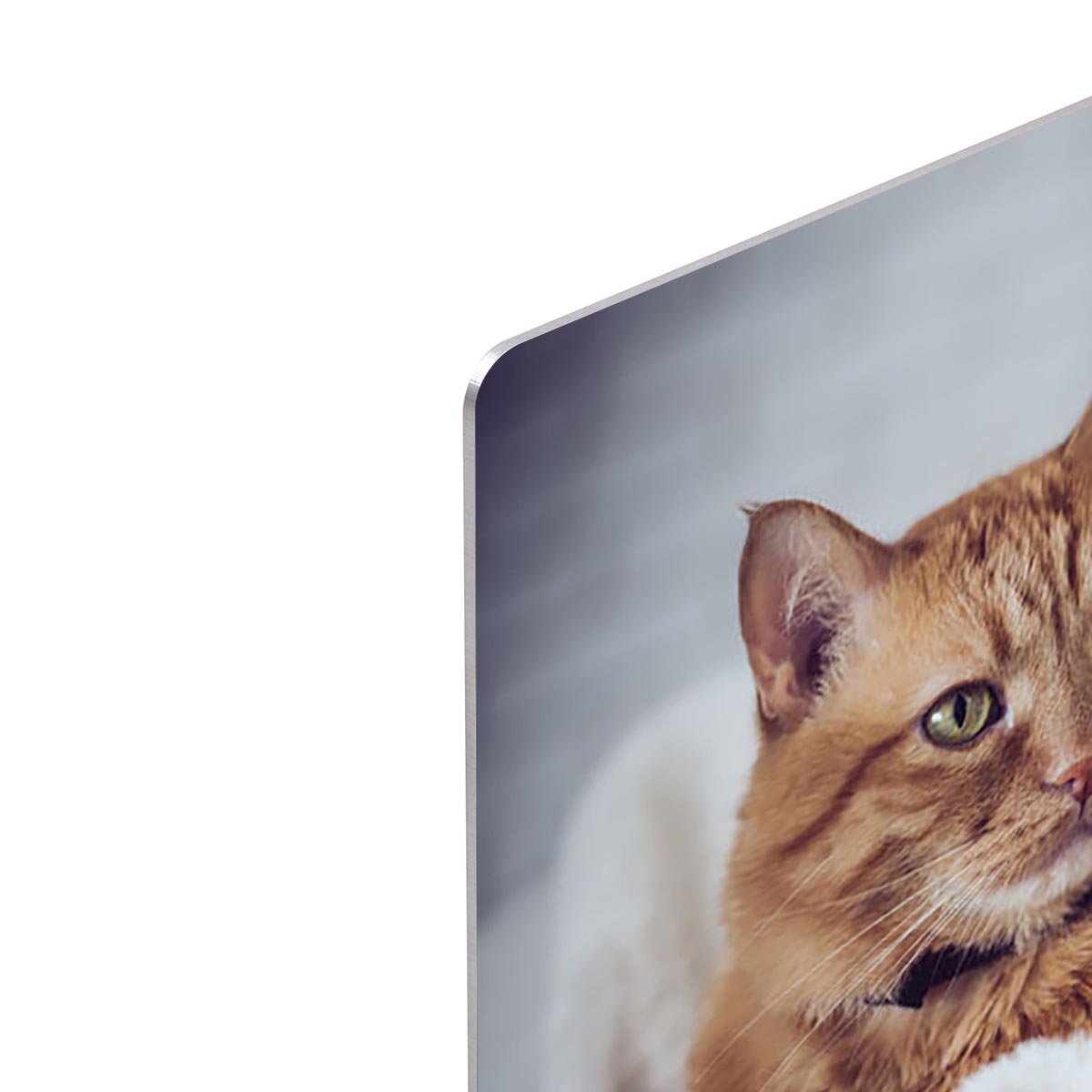 Large home fluffy ginger cat lying on the sofa HD Metal Print - Canvas Art Rocks - 4