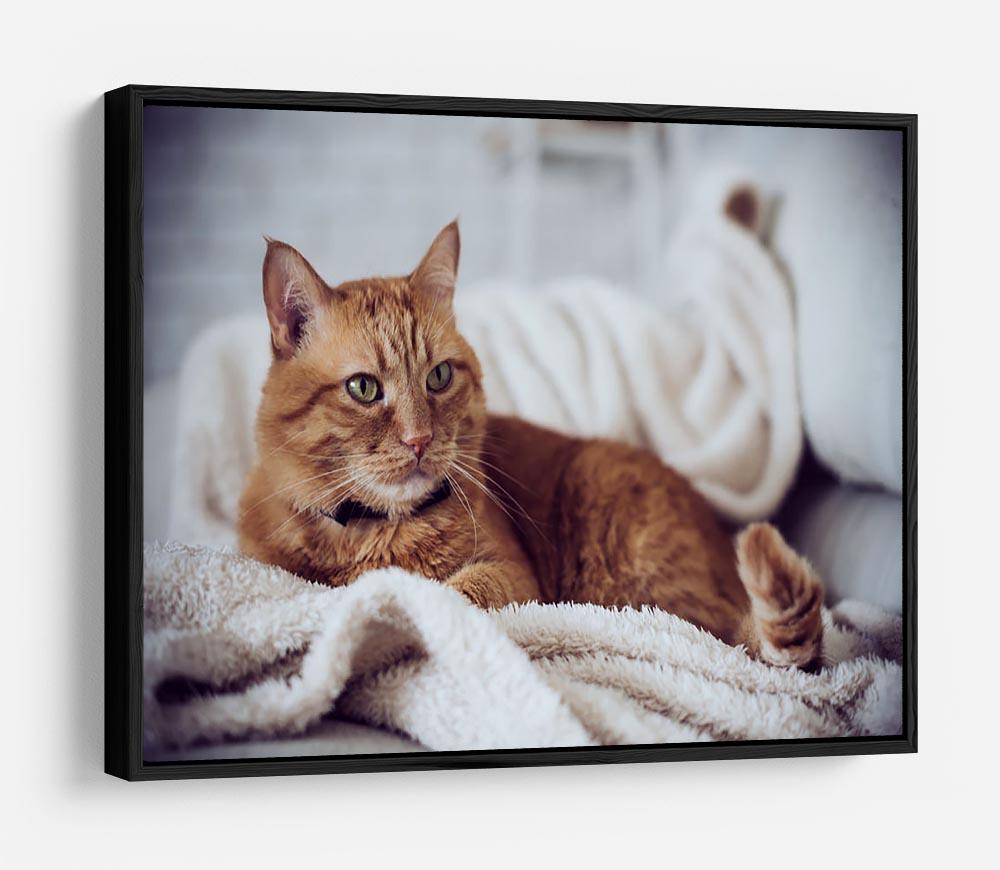 Large home fluffy ginger cat lying on the sofa HD Metal Print - Canvas Art Rocks - 6
