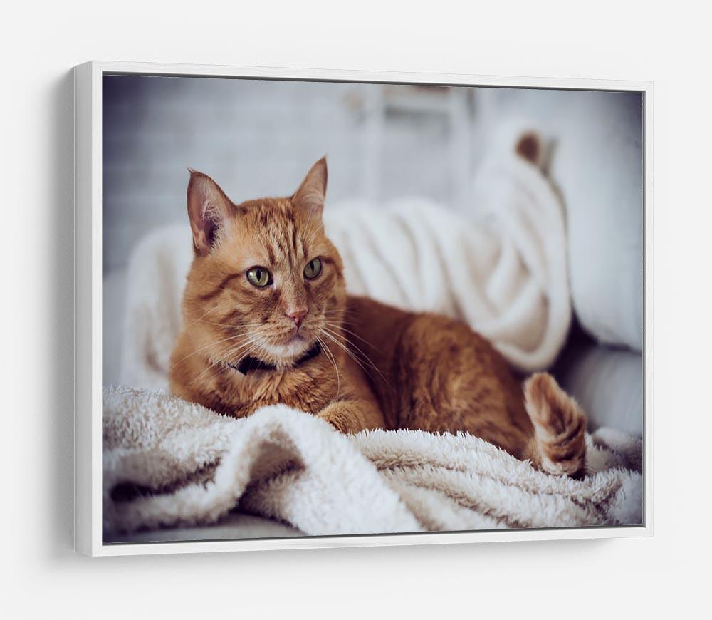 Large home fluffy ginger cat lying on the sofa HD Metal Print - Canvas Art Rocks - 7