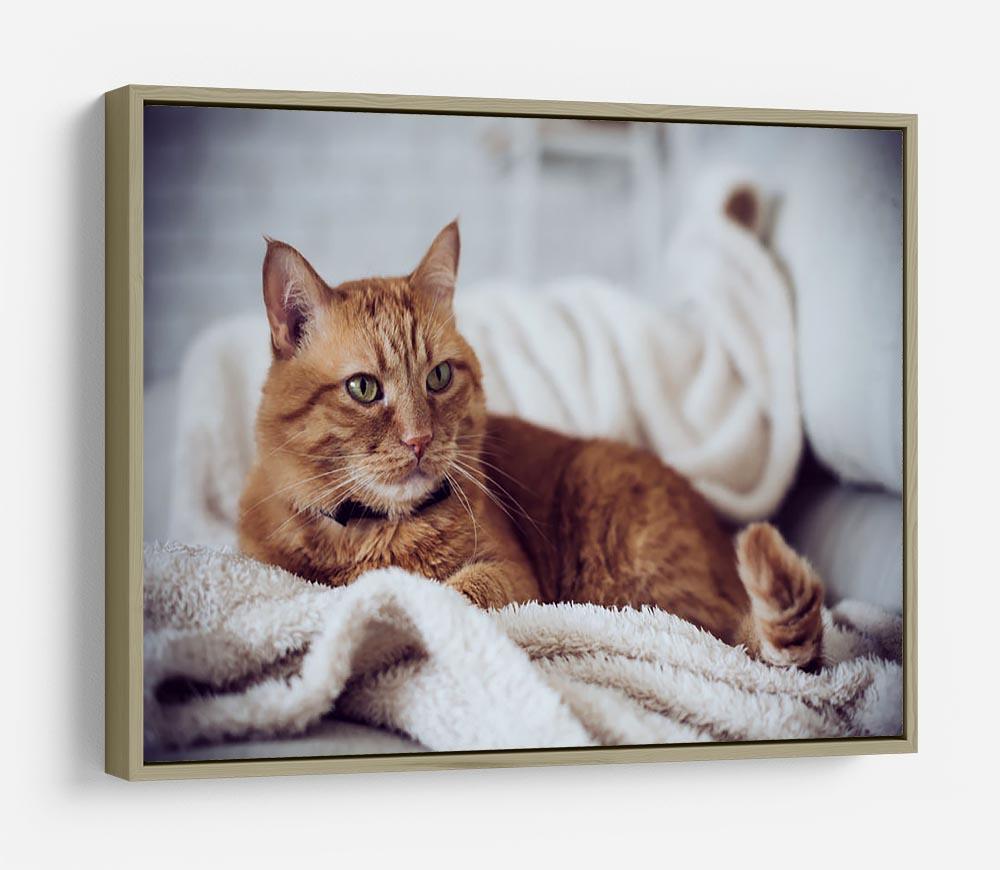 Large home fluffy ginger cat lying on the sofa HD Metal Print - Canvas Art Rocks - 8