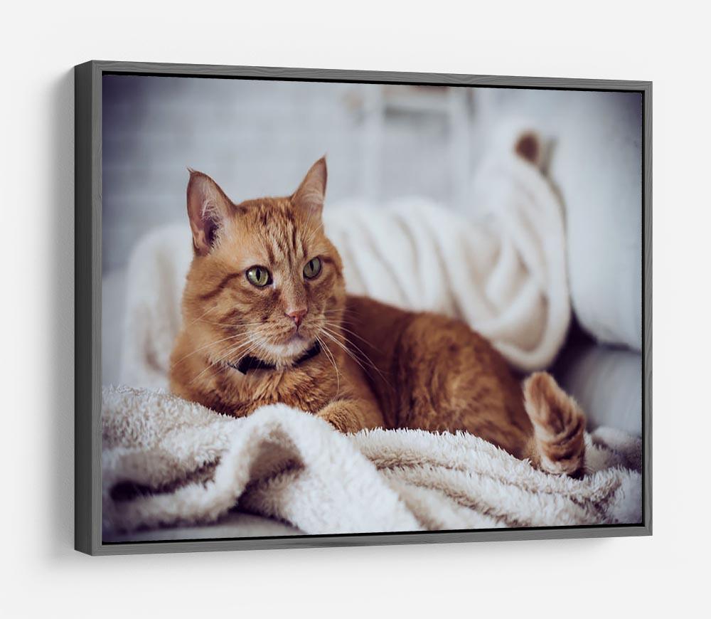 Large home fluffy ginger cat lying on the sofa HD Metal Print - Canvas Art Rocks - 9