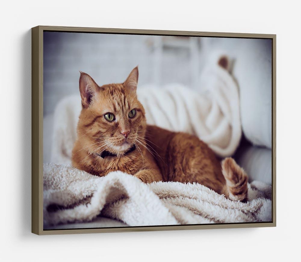 Large home fluffy ginger cat lying on the sofa HD Metal Print - Canvas Art Rocks - 10