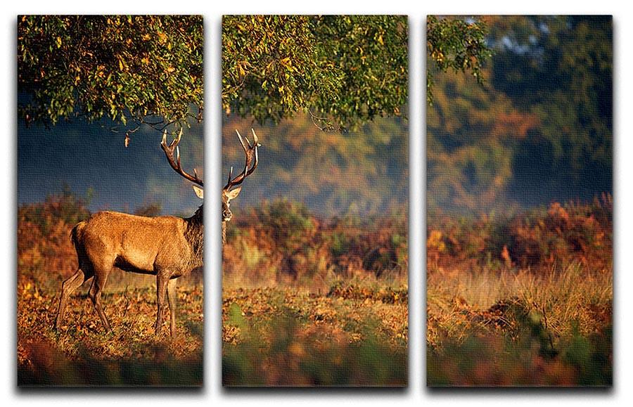 Large red deer stag in autumn 3 Split Panel Canvas Print - Canvas Art Rocks - 1