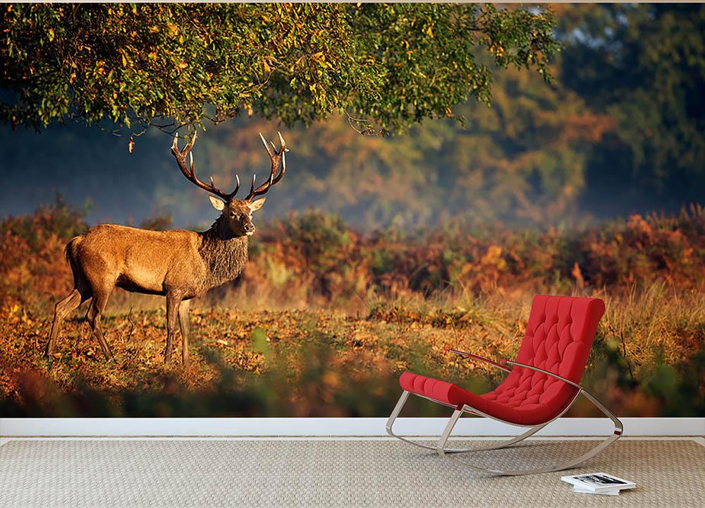https://us.canvasartrocks.com/cdn/shop/products/Large_red_deer_stag_in_autumn_Wallpaper_Mural_b_1400x.jpg?v=1585750517