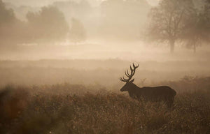 Large red deer stag in autumn mist Wall Mural Wallpaper - Canvas Art Rocks - 1