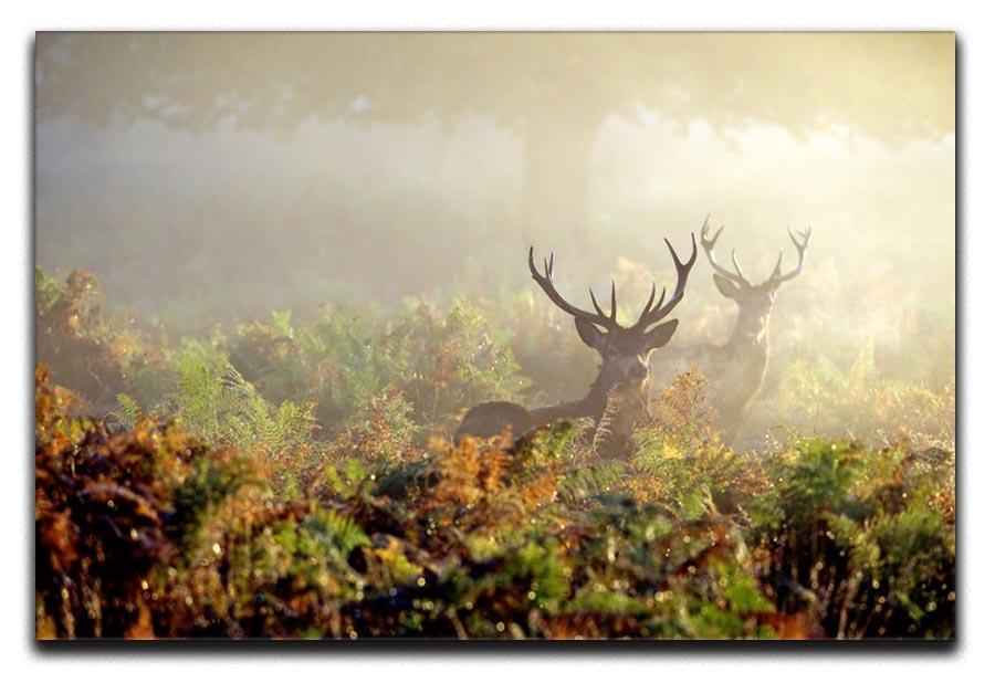 Large red deer stag in mist Canvas Print or Poster - Canvas Art Rocks - 1