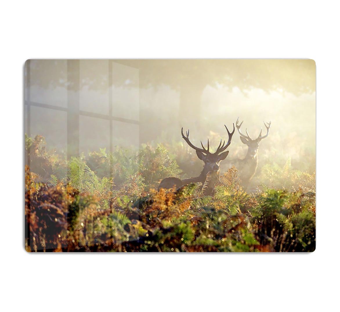 Large red deer stag in mist HD Metal Print - Canvas Art Rocks - 1