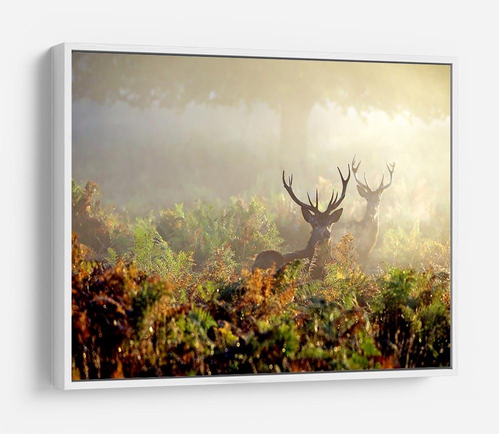 Large red deer stag in mist HD Metal Print - Canvas Art Rocks - 7
